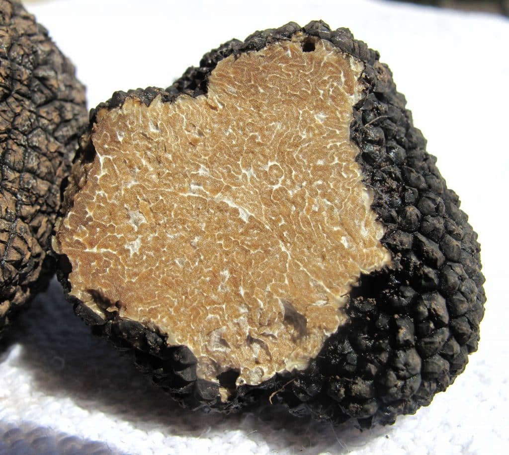 Tuber Aestivum ou truffe d’été : quelles sont ses particularités ?