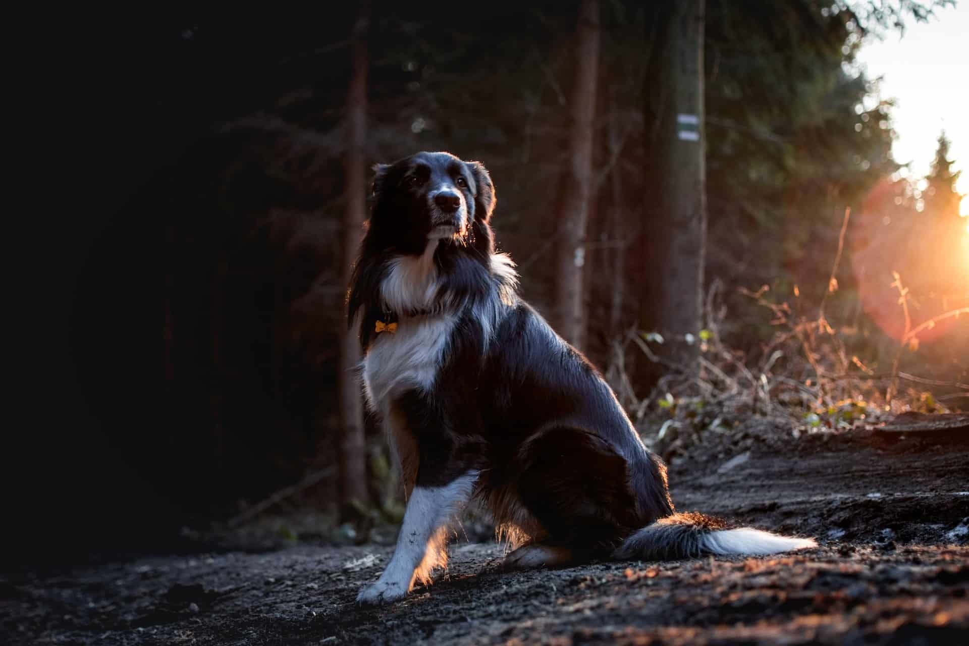 Comment dresser un chien au cavage ?