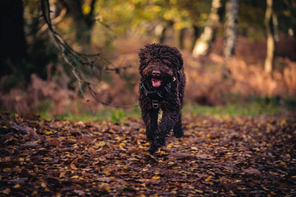 Comment dresser un chien au cavage ?